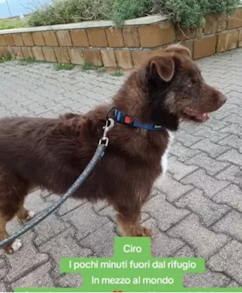 Ciro 2 anni manto nocciola occhi ambra buon carattere, taglia media - Foto 3