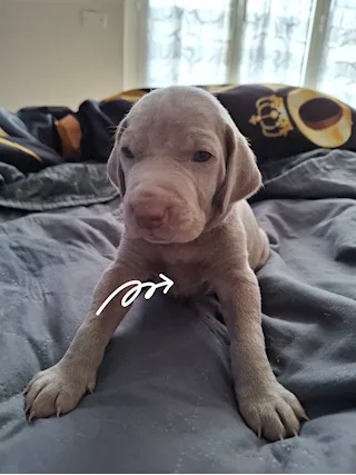 Cuccioli Weimaraner