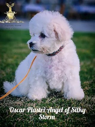 Cucciolo di Bichon Frisé in vendita