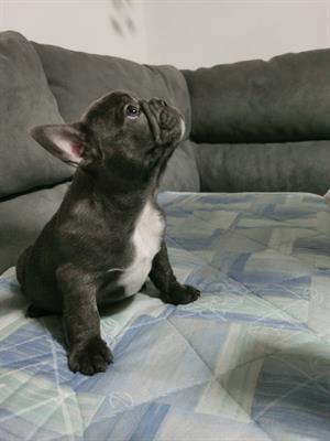  bulldog francese