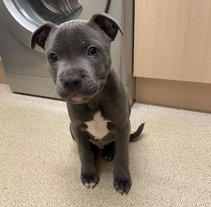 Cuccioli di Staffordshire Bull Terrier blu