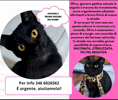 Adozione del cuore per Oliva