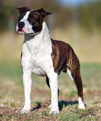 Vendo cuccioli selezionati Razza American Staffordshire Terrier - Foto 5
