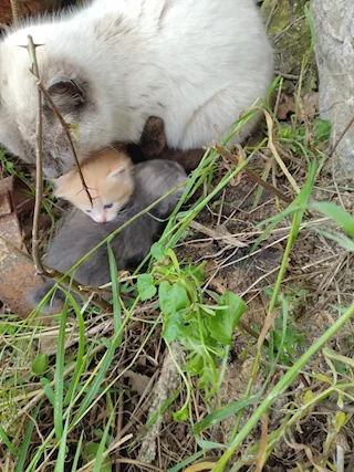 Gattini da adottare