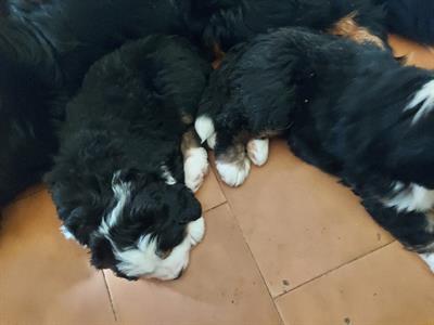 Cuccioli di bovaro del bernese