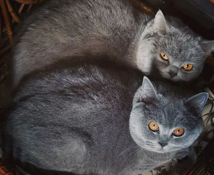Gatto accoppiamento