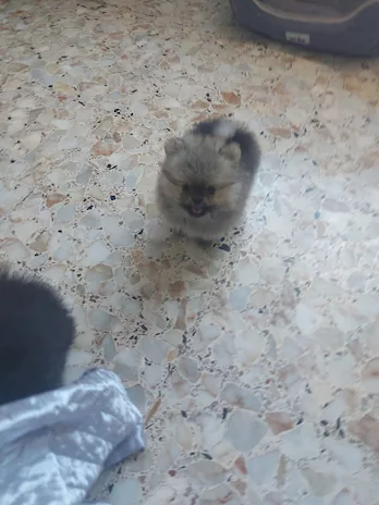 Spitz tedesco nano