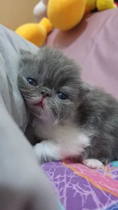 Cuccioli persiani ipertipici - Foto 4