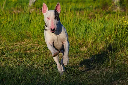 CERCASI Femmina bull terrier