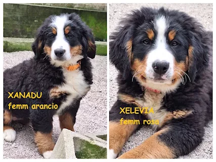 Bovaro del bernese con pedigree