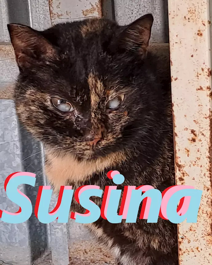 Susina, squamina cieca - adozione del cuore, tipo abitazione