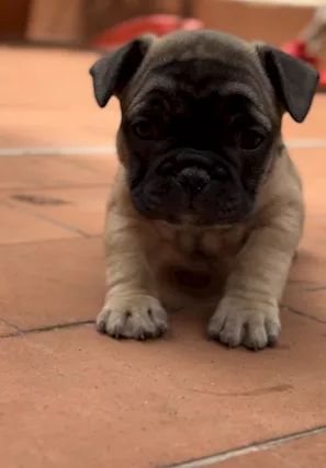 Cuccioli di bulldog francese