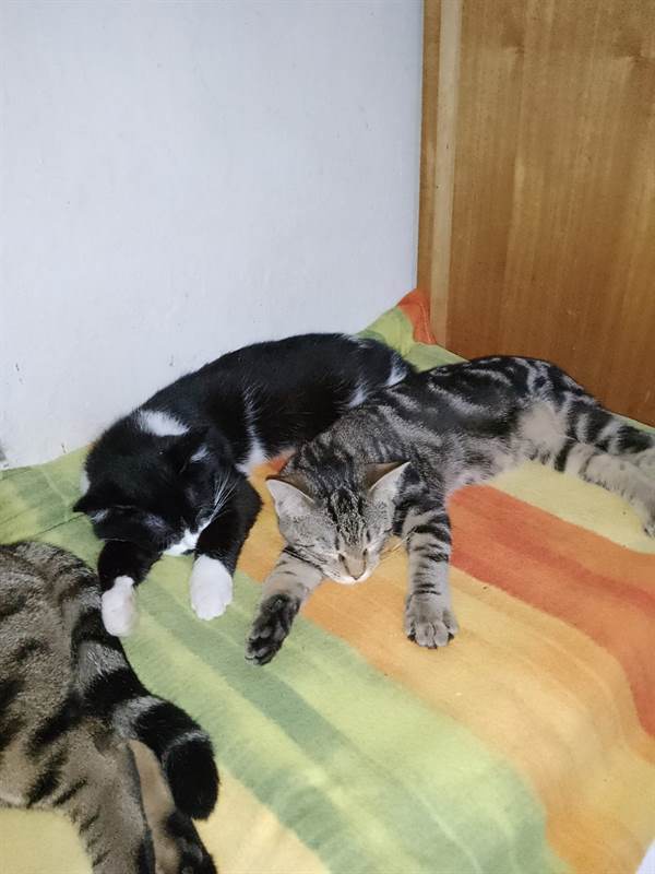 Foto 6Regalo gattini Razza Europeo
