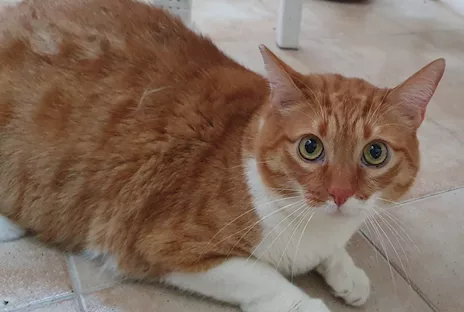 Ciccio e Luna, maltrattati, cercano serenità - Anteprima 3