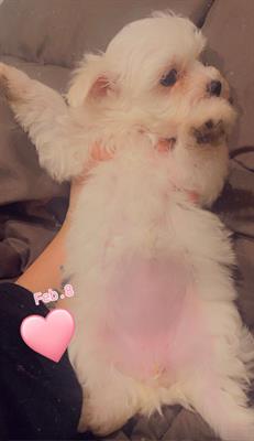 Cuccioli Razza maltese, peso 3 kg - Foto 6