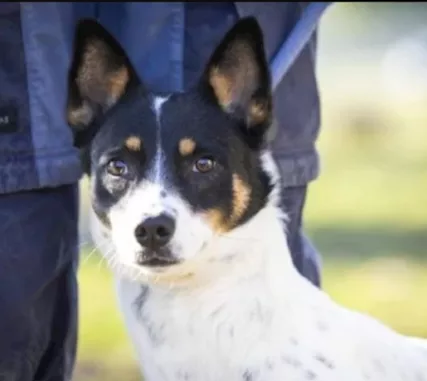 Cagnolina medio piccola incompresa e sfortunata.VARESE