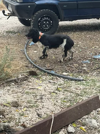 Cocker spaniel da tartufi