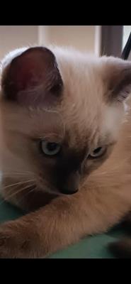 Siamese Thai blue point Kobe cerca una ragazza