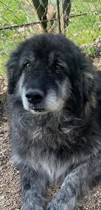Yoghi mix Caucaso 8/9 anni