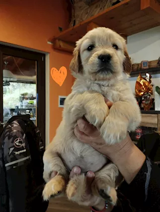 Cuccioli Razza Golden Retriever - Foto 3