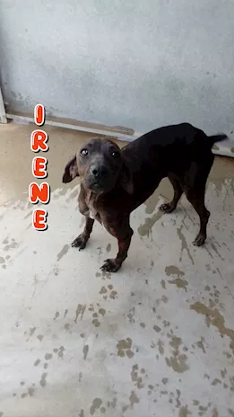 Irene 4 anni