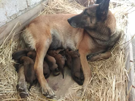 Cuccioli Pastore Belga Malinois