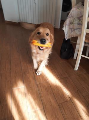 I cuccioli di Lola