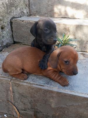 Cuccioli bassotto tedesco