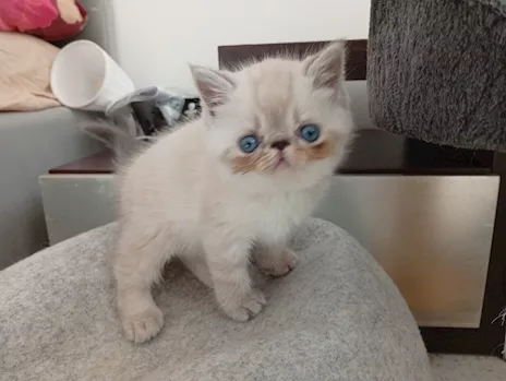 Exotic Shorthair blu tabby point