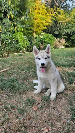 Cuccioli HUSKY ottima genealogia di sangue