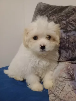 Cucciola Maltese