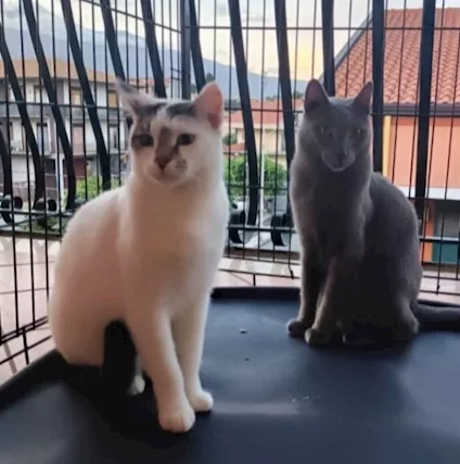 Certosino e compagno inseparabile 2/3 anni CATANIA