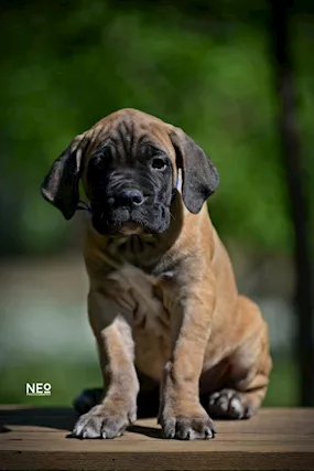 Cane Corso cuccioli