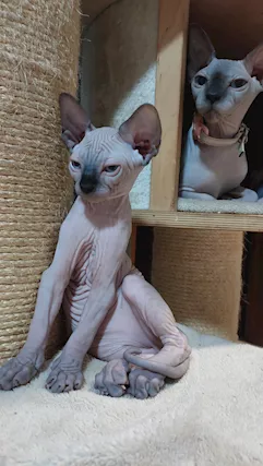 Sphynx 2 bellissimi cuccioli maschi.