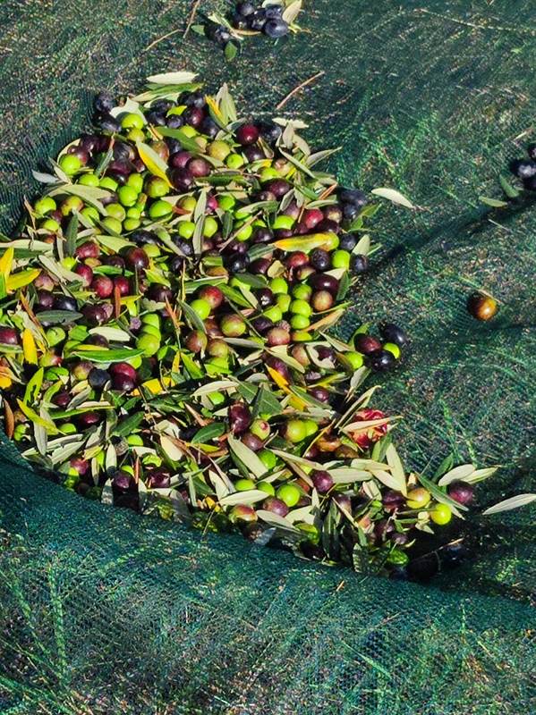 Olio Extravergine d'oliva