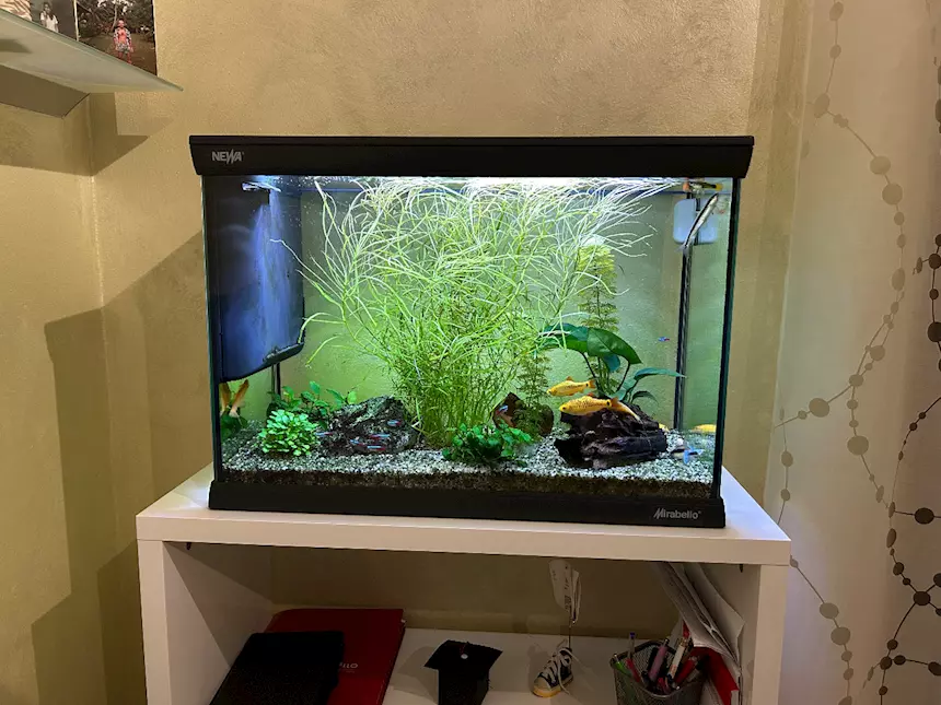 Acquario NEWA