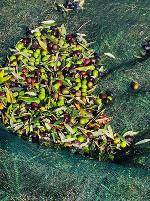 Olio Extravergine d'oliva