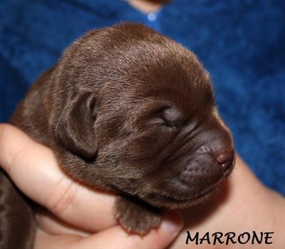Cuccioli cioccolato