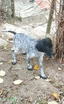 Cuccioli bracco pointer per la cerca del tartufo
