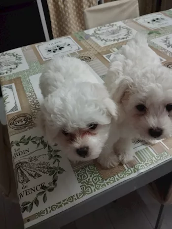 Cuccioli di Razza Maltese - Foto 3
