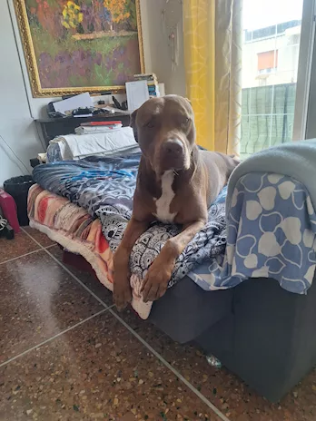 Cercasi Femmina Pitbull a Livorno per Maschio 3 Anni