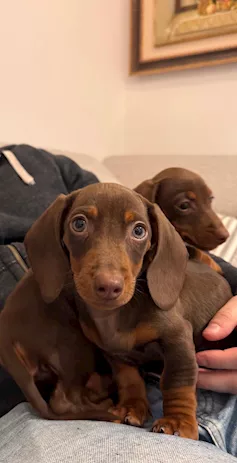 Bassotto Tedesco chocolate