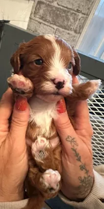 Cuccioli maschi e femmine di Cavapoo rosso
