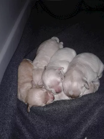 Maltipoo cuccioli