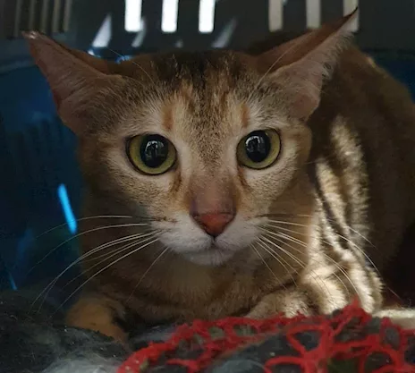 Ciccio e Luna, maltrattati, cercano serenità