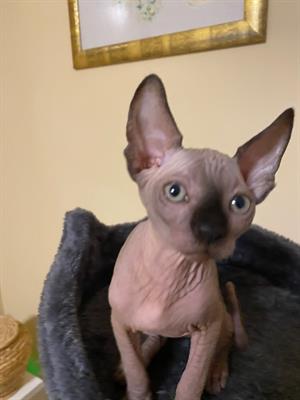 Gattina Canadian Sphynx