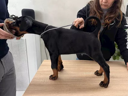 Cuccioli Dobermann - Foto 6
