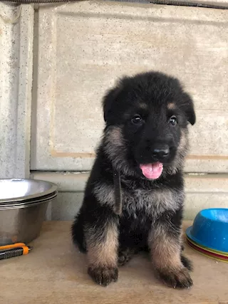 Cuccioli di pastore tedesco