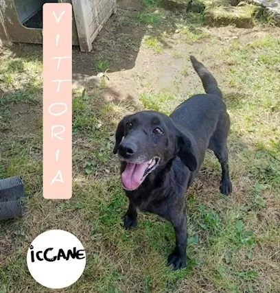 Vittoria Età: 8 anni Taglia: medio