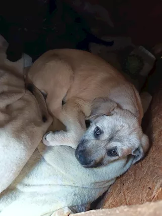 Barbetta dolcissimo cucciolo simil lupetto malinois
